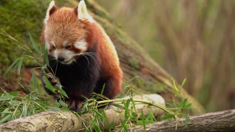 Adorable-cute-red-panda-with-vibrant-fire-fur-gnaws-and-holds-bamboo-eating,-telephoto-closeup