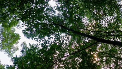 Strolling-along-the-river-with-a-view-upwards,-being-able-to-observe-the-dense-forest-and-its-branches-at-Malanza-mangrove-river,Sao-Tome,Africa