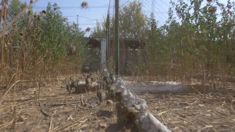 partridges-in-an-enclosure-for-breeding-in-captivity-are-scared-and-take-flight