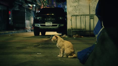 Gato-Callejero-Sentado-En-El-Callejón-De-Bangkok-Por-La-Noche-Bajo-El-Brillo-De-Neón