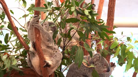 Eine-Gruppe-Süßer-Koalas-Aus-Dem-Norden,-Phascolarctos-Cinereus,-Hängt-Im-Schutzgebiet-Am-Baum-Herum,-Nahaufnahme