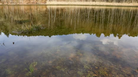 Hermosos-Reflejos-De-árboles-En-Un-Estanque-En-Un-Bosque-En-Alemania-Durante-El-Otoño.