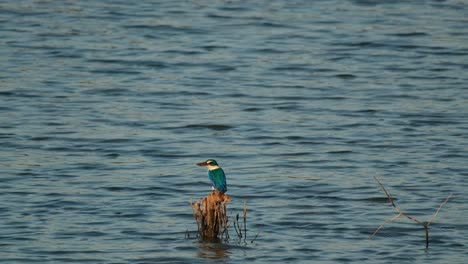 Visto-Desde-Un-Lado-Mientras-La-Cámara-Hace-Zoom-Mientras-Busca-Cangrejos-Para-Comer,-El-Martín-Pescador-De-Collar-Todiramphus-Chloris,-Tailandia