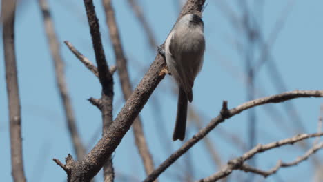 Sumpfmeise-Pickt-Im-Frühling-In-Seoul,-Südkorea,-An-Einem-Blattlosen-Baum-In-Der-Rinde-Eines-Astes-Und-Sucht-Nach-Nahrung