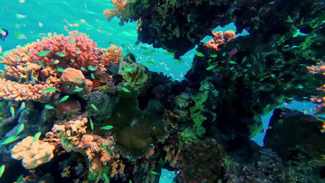 Tropical-fish-shoal-swimming-in-sea-between-colorful-coral-reef-rocks