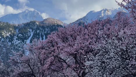 Aussichtspunkt-Rakaposhi-Mit-Kirschblütenbäumen