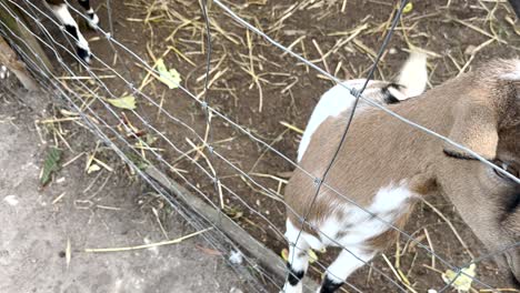 Idyllic-Scene:-Goat-Contentedly-Chewing-on-a-Lisbon-Farm-Near-a-Rustic-Fence,-Embracing-Rural-Tranquility