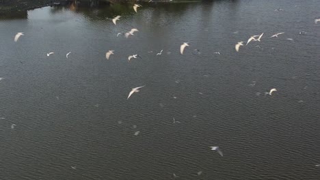Aerial-drone-view-of-many-birds-flying-over-the-lake-and-the-water-glistening-as-the-sun-rays-fall