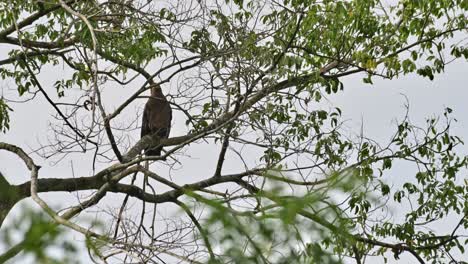 Shaking-its-head-as-seen-through-branches-of-this-tree-deep-in-the-jungle,-Crested-Serpent-Eagle-Spilornis-cheela,-Thailand