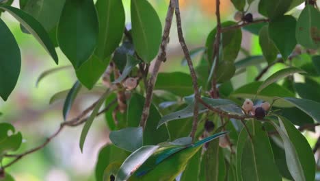 Mirando-Hacia-La-Derecha-Comiendo-Una-Fruta,-Luego-La-Deja-Caer-Para-Moverse-Hacia-Abajo-Y-Saca-Otra-Fruta-Para-Comer,-Pájaro-Hoja-De-Alas-Azules-Chloropsis-Moluccensis,-Tailandia
