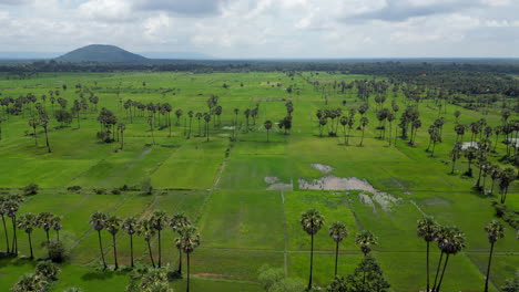 Drohnenaufnahmen-Aus-Der-Vogelperspektive-Von-Kambodschanischen-Reisfeldern-Und-Palmen,-Die-In-Der-Nähe-Von-Angkor-Wat-Sprießen