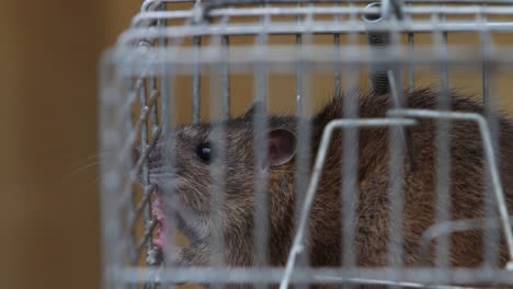 An-adult-Brown-Rat,-Rattus-norvegicus,-caught-in-a-a-metal-live-trap