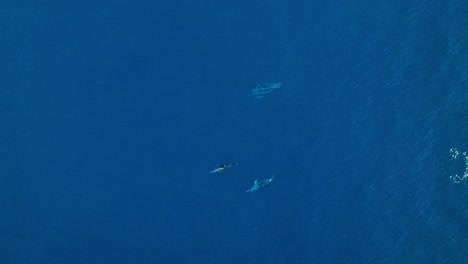 Wide-aerial-birdseye-view-of-dolphins-swimming-quickly-and-before-jumping-out-of-the-water-together-and-disappearing-into-the-depths