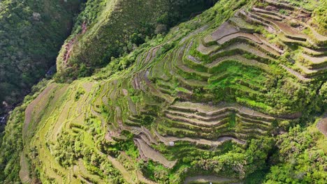 Circular-drone-footage-of-green-rice-terraces-in-north-Philippines