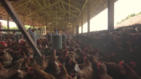 free-range-chicken-walking-view-inside-a-hen-house-with-many-happy-chickens---Brazil