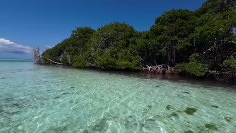 Crystal-clear-waters-with-mangrove-forest-in-Los-Roques,-vibrant-aquatic-life-visible