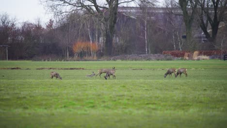 Herd-of-roe-deer-grazing-in-grass-field-in-city-park-in-Netherlands