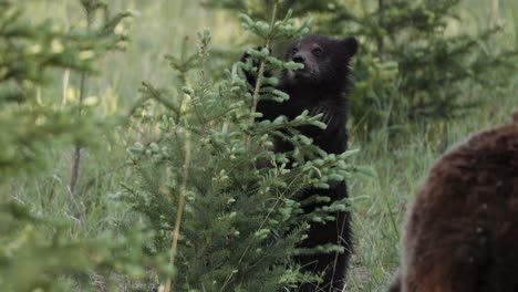 A-young-grizzly-bear-cub-cautiously-peeks-out-from-behind-the-greenery-of-a-spruce-tree,-its-focused-gaze-suggesting-curiosity-or-search-for-its-mother