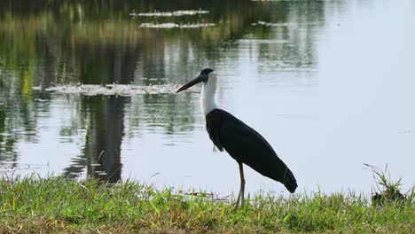 Facing-to-the-left-while-standing-on-grass-near-the-lake,-Asian-Woolly-necked-Stork-Ciconia-episcopus,-Near-Threatened,-Thailand