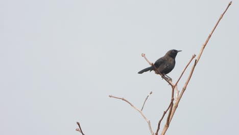 Robin-bird-relaxing-on-tree-stick-