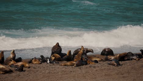 Patagonian-Sea-Lions-Large-Colony-At-Peninsula-Valdes-In-Patagonia,-Argentina