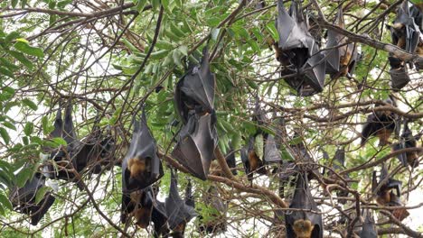 Bat-hanging-on-a-tree-branch-Malayan-bat-or-"Lyle's-flying-fox"-science-names-"Pteropus-lylei",-aerial-view-shot