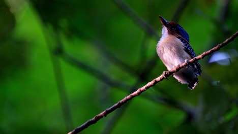 Ein-Männlicher-Jungvogel-Von-Unten-Gesehen,-Der-Seinen-Weißen-Bauch-Zeigt,-Während-Er-Nach-Oben-Schaut-Und-Darauf-Wartet,-Dass-Sein-Elternteil-Kommt-Und-Füttert