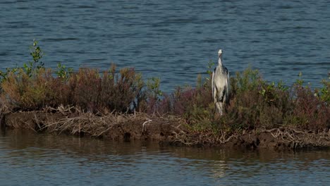 Looking-straight-to-the-camera-while-zooming-out-and-sliding-to-the-right-then,-Grey-Heron-Ardea-cinerea,-Thailand