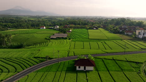 Wide-aerial-view-of-jogger-on-country-road-between-abstract-green-rice-fields