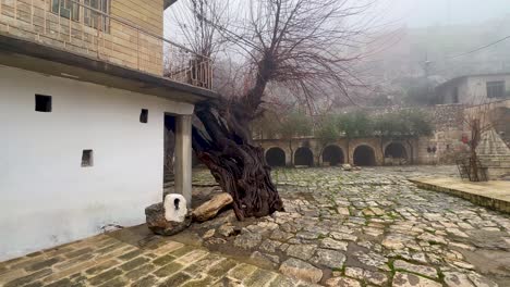 Ancient-tree-on-a-misty,-foggy-day-in-Lalish-Yazidi-village-near-Duhok,-Kurdistan-Iraq