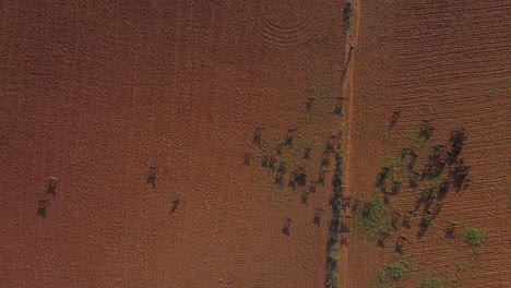 Top-down-Aerial-drone-shot-of-herd-of-goats-grazing-in-an-empty-farm-field-with-red-soil-in-India