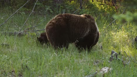 A-majestic-brown-grizzly-bear-is-captured-grazing-peacefully-among-the-tall-grasses-of-a-dense,-verdant-forest