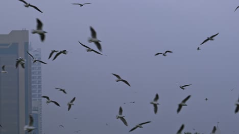 Migratory-birds-during-a-misty-morning-flying-over-an-urban-area-in-the-United-Arab-Emirates