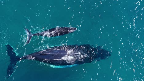 Large-humpback-whale-swims-by-surface-next-to-calf,-overhead-aerial-pull-out