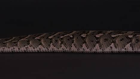 Puff-adder-snake-moving-across-frame---close-up-on-snake-scales