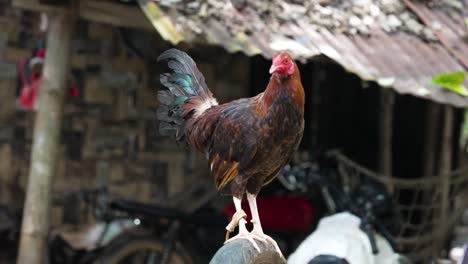 Darag,-Labuyo-or-Alimbuyog-Breed,-Female-Hen-Countryside-Chicken-Tied-with-Rope,-Cock-Fighting-South-East-Asia,-Livelihood-Chicken-Farming