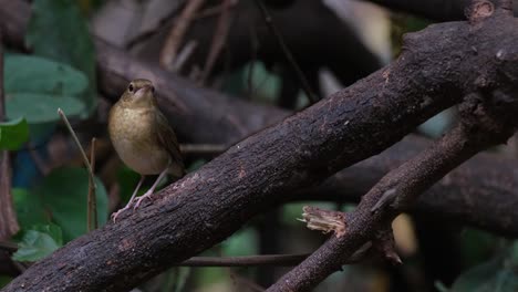 Facing-up-and-tilts-its-head-a-little-more-to-the-right-and-faces-towards-the-camera-while-perched-on-a-branch,-Siberian-Blue-Robin-Larvivora-cyane,-Thailand