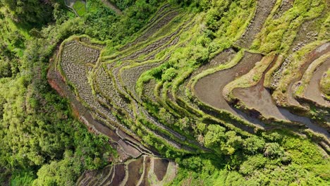 Imágenes-Estáticas-De-Drones-De-Arriba-Hacia-Abajo-De-Terrazas-De-Arroz-Verdes-En-El-Norte-De-Filipinas