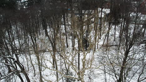 Kahle-Bäume-In-Verschneiter-Landschaft---Drohnenaufnahme