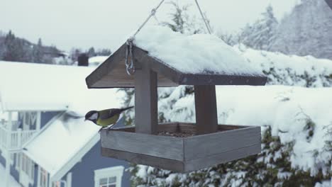 Kohlmeise-Und-Eurasische-Blaumeise-Vögel-Sitzen-Und-Fliegen-Weg-Auf-Hölzernen-Vogelhäuschen-Futterstelle