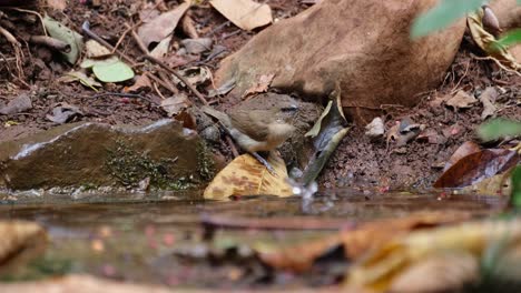 Seen-drinking-water-from-a-dripping-water-filling-a-birdbath-deep-in-the-forest,-Scaly-breasted-Munia-or-Spotted-Munia-Lonchura-punctulata,-Thailand