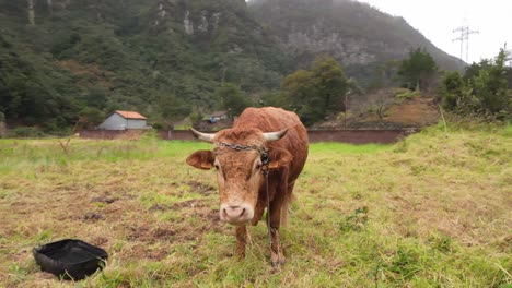 Slow-motion-shot-brown-cow-grazing-at-rural-meadow-on-foggy-climate,-Close-up