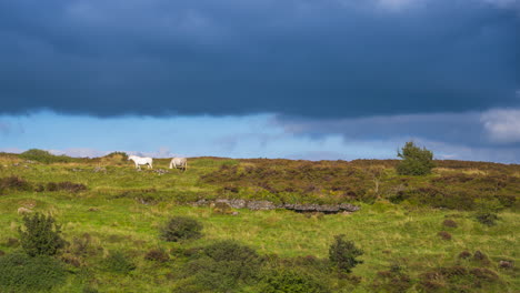 Timelapse-of-rural-nature-farmland-with-horses-on-top-of-a-hill-in-distance-during-sunny-cloudy-day-viewed-from-Carrowkeel-in-county-Sligo-in-Ireland