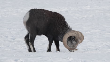 Ovejas-De-Montaña-De-Cuernos-Finos-Bighorn-Pastando-En-La-Nieve