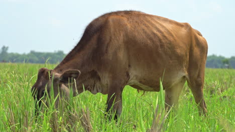 Weidende-Kuh,-Ein-Einheimisches-Kalb,-Das-Gerne-Gras-Auf-Der-Grünen-Wiese-Frisst