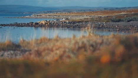 Verdorrtes-Gras-Und-Unkraut-Am-Kieselstrand-Entlang-Des-Fjordufers