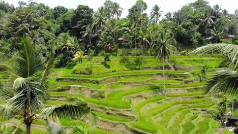 Die-Faszinierenden-Reisterrassen-Von-Tegallalang-Auf-Der-Indonesischen-Insel-Bali,-Während-Die-Drohne-Zwischen-Zwei-Palmen-Fliegt-Und-Eine-Einzigartige-Und-Umfassende-Perspektive-Bietet