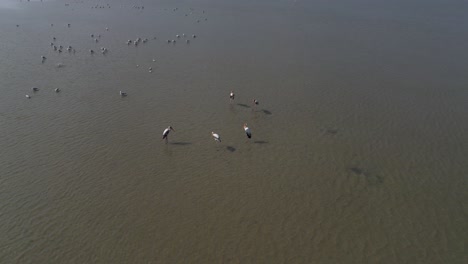 Luftaufnahmen-Von-Vögeln-In-Einem-Süßwasser-Stagnationsland,-Die-Fische-Jagen