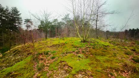 Colina-Cubierta-De-Musgo-Y-árboles-Calvos-Durante-El-Invierno-Paisaje-De-Dunas-Holandesas