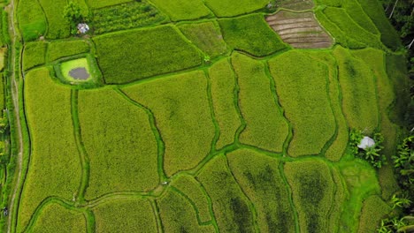 Reisterrassen-Am-Hang-In-Bali,-Indonesien,-Von-Oben-Gesehen,-Luftaufnahme-Von-Oben-Nach-Unten